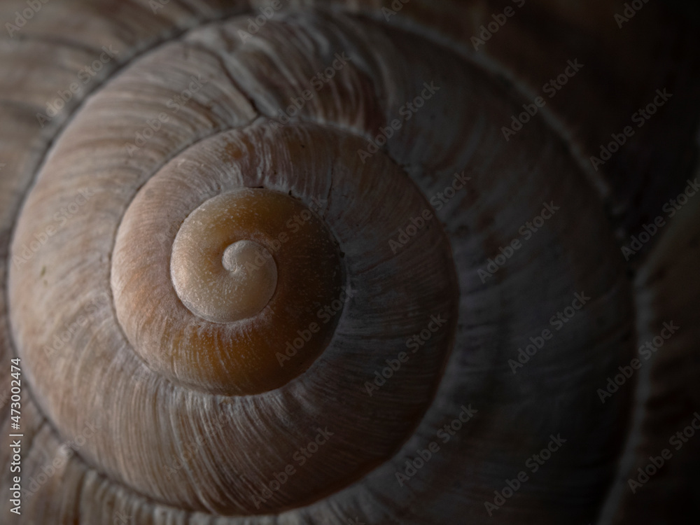 Snail shell of a Roman snail Snail shell of a Roman snail