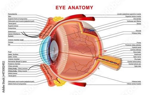 Human eye anatomy infographics organ inside structure on white background realistic vector illustration. concept background for web design