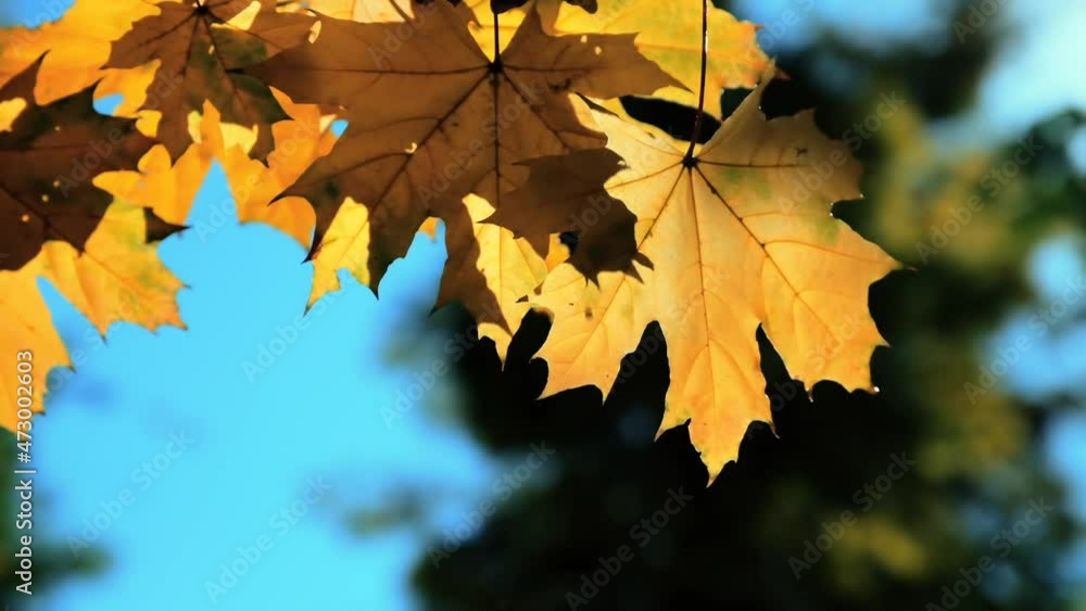 Yellow maple leaves hang on tree branch illuminated by bright sunlight with water drops falling down after rain in autumn Yellow maple leaves hang on tree branch illuminated by bright sunlight with water drops falling down after rain in autumn