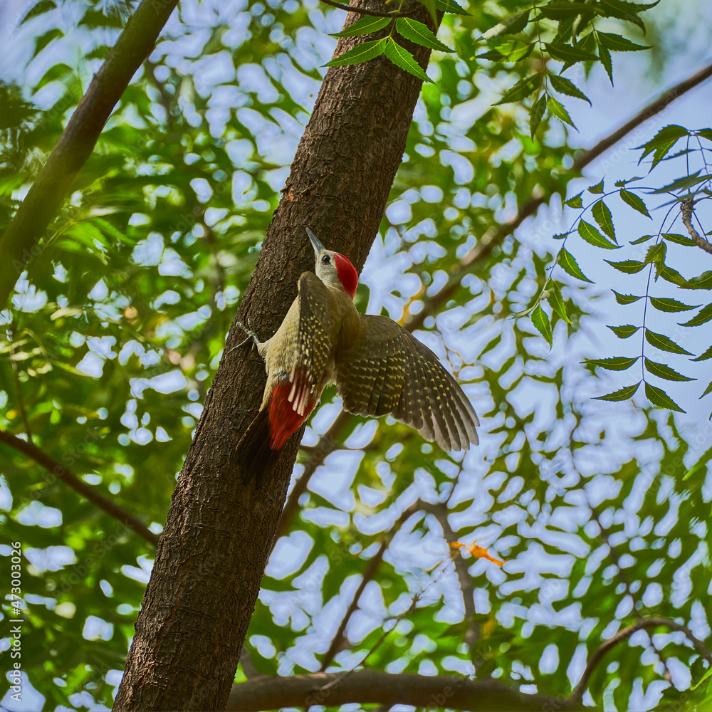 Woodpecker in tree Woodpecker in tree