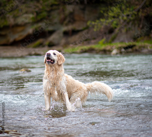 Happiness in the face of Retriever. Large yellow dog jumping and playing in a mountain river. Smile of a doggy. Selective focus on the animal, blurred background. © juste.dcv