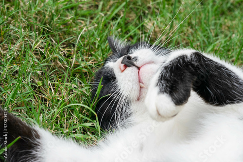 Beautiful black and white cat with green grass.