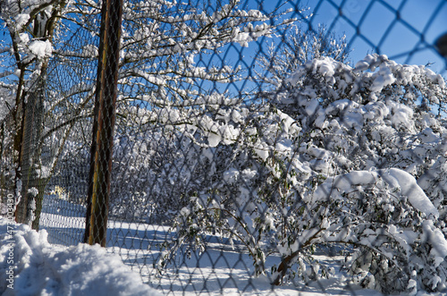 Snowy tree behind fence with blue sky. Beautiful snowy winter day.