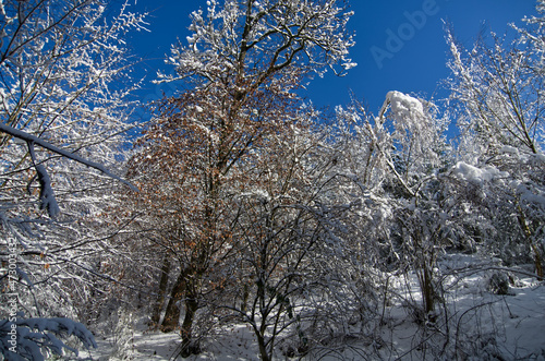 Snowy Tree with blue sky. Snow covered forest. Beautiful winter day.