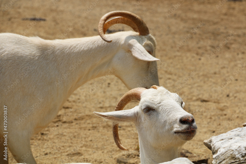 A cute saanen goat living in Izmit Ormanya Zoo. A dairy goat breed bred in the Saanen Valley of Switzerland. selective focus