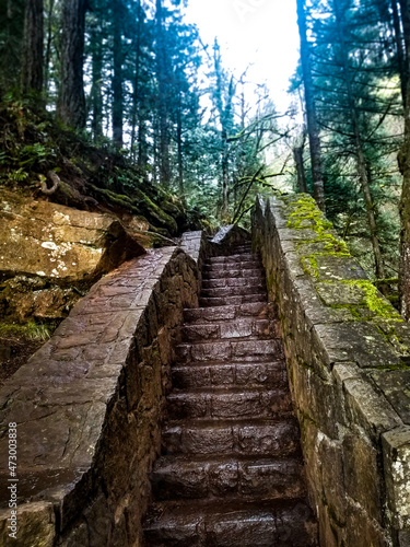 stairs in forest