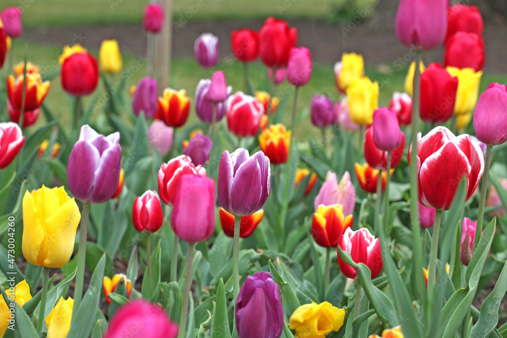 A variety of colourful tulips in flower A variety of colourful tulips in flower