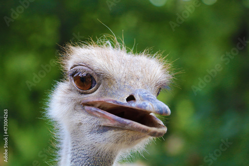 selective focus, ostrich bred in a zoo in Turkey. cute ostrich