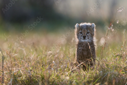 Photography Cheetah playing with her cubs in the grass in Masai Mara, Kenya