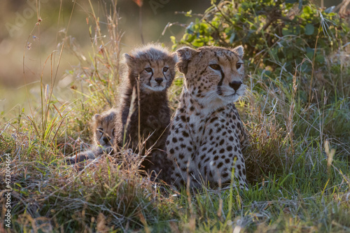 Cheetah playing with her cubs in the grass in Masai Mara, Kenya photo