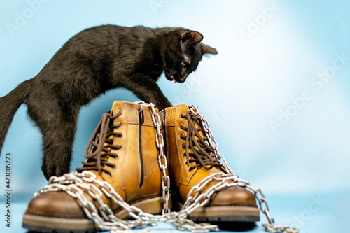 Black cat behind a pair of new shoes on a blue background. Fashionable concept.