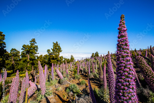 Sunset between Tajinastes in Caldera De Taburiente Nature Park, La Palma Island, Canary Islands, Spain photo