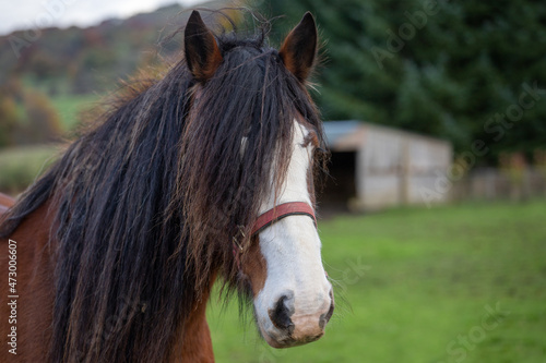 Horse  a hoofed herbivorous mammal of the family Equidae.Before the advent of mechanized vehicles was widely used as a draft animal and riding on horseback was one of the chief means of transportation