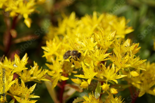 bee on sedum flowers in the garden photo