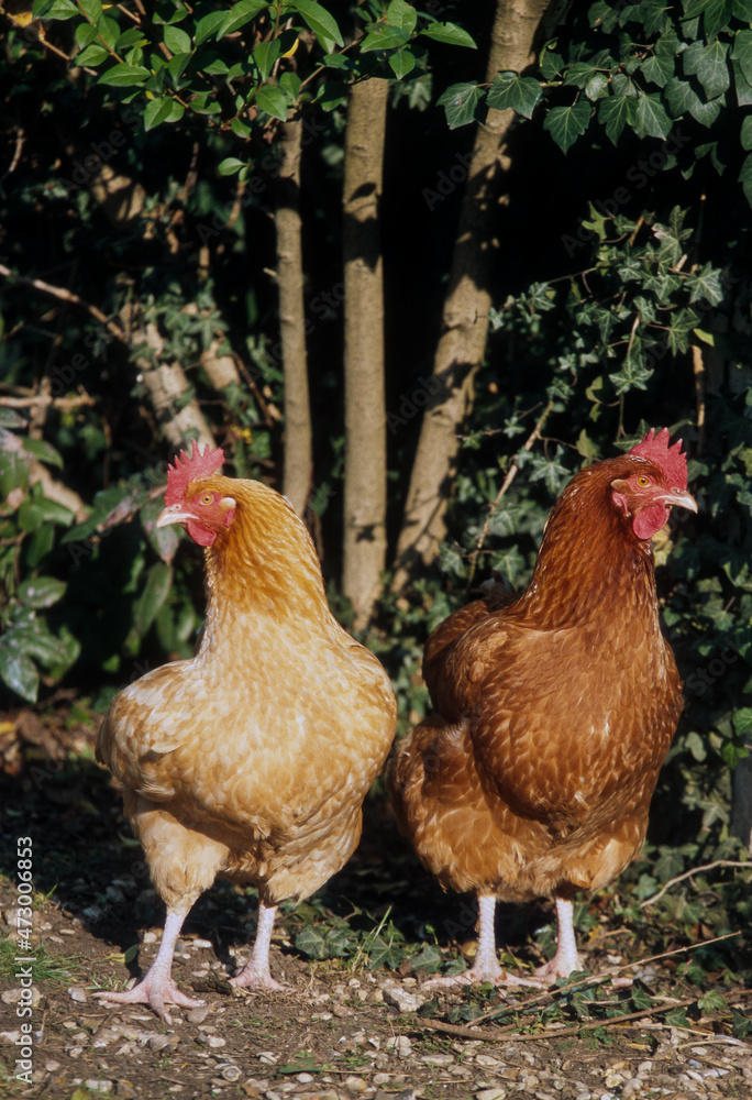 Poule rousse Poule rousse