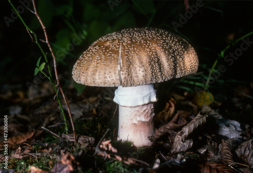 Champignon, Amanite rougissante, amanite vineuse ,  d'amanite rougeâtre, Amanita rubescens photo