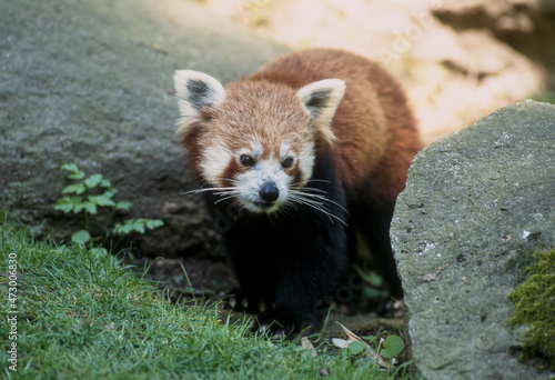 Petit Panda, Bambou, Ailurus fulgens