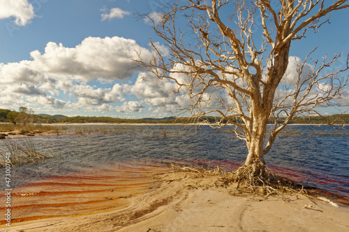 Knorriger Baum am Ufer des Lake Boomanjin auf Fraser Island