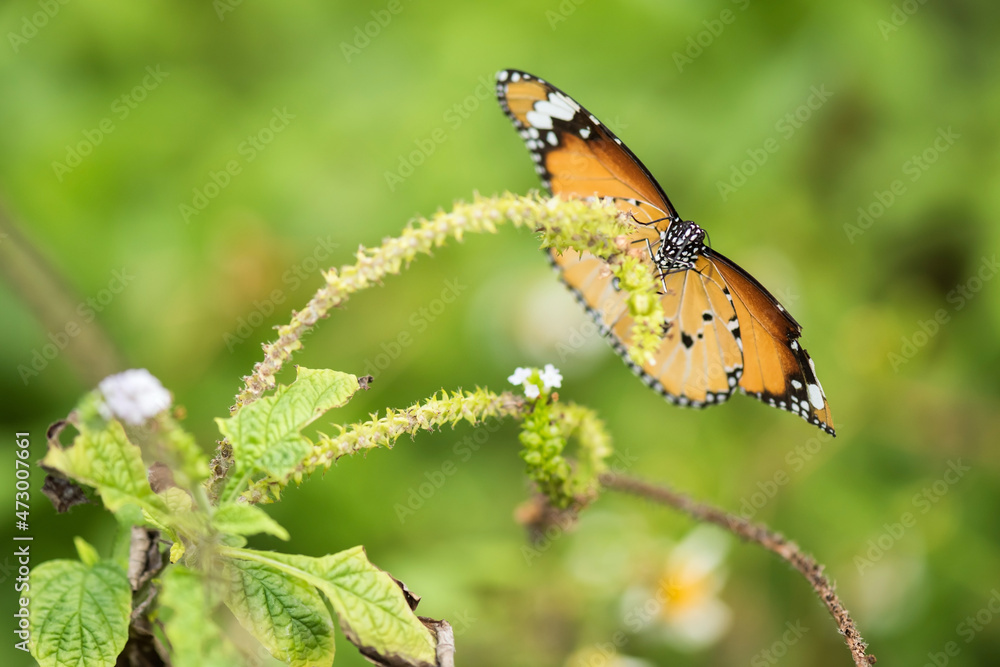 Obraz premium orange monarch butterfly on flower carpel