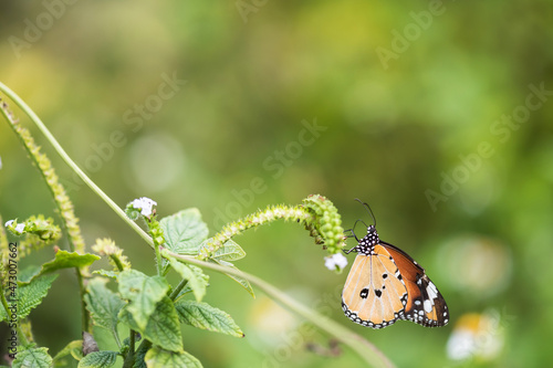 orange monarch butterfly on flower