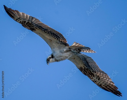 osprey in flight