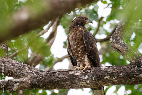 A Serpent Eagle perched on a branch looking for prey.