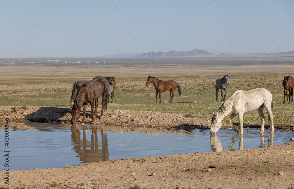 Wild Horses Reflected in a Utah Desert Waterhole Wild Horses Reflected in a Utah Desert Waterhole