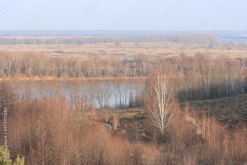 Hanging branches of birch on the background of trees on the slope Hanging branches of birch on the background of trees on the slope