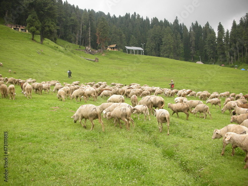 Beautiful Views of Gulmarg Mountains, Kashmir, India