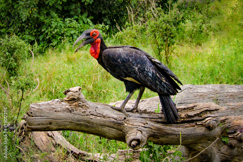 Vogel, Nashornvogel, Bucerotidae, Hornvögel, Schnabel, Schwarz, Rot, Afrika, Tansania photo