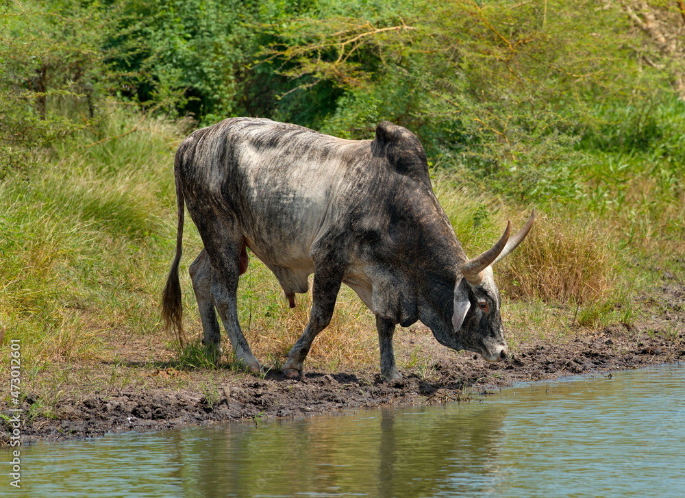 Obraz premium West Africa. Senegal. Portrait of a bull herd leader with huge horns and a special hump, leading Zebu cows to the lake to drink.