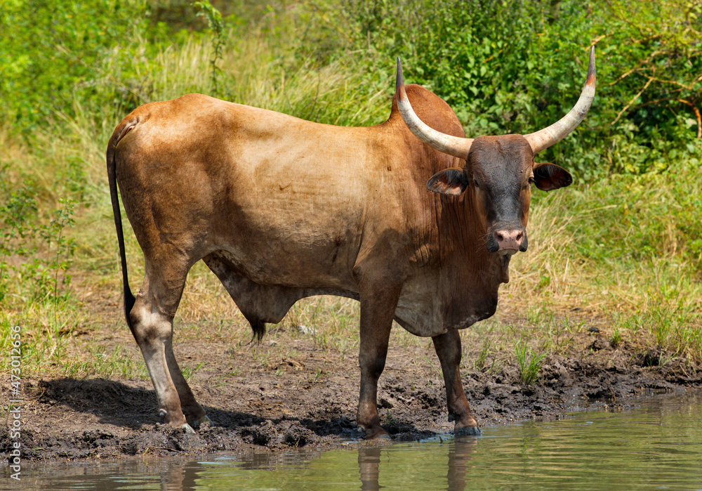 West Africa. Senegal. Portrait of a bull herd leader with huge horns and a special hump, leading Zebu cows to the lake to drink. West Africa. Senegal. Portrait of a bull herd leader with huge horns and a special hump, leading Zebu cows to the lake to drink.