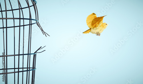 Foto Canary escapes from bird cage.