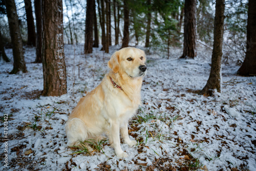 Golden Retriever, Winter, Hundebilder, Schnee, Haustier, Hund, Gassi