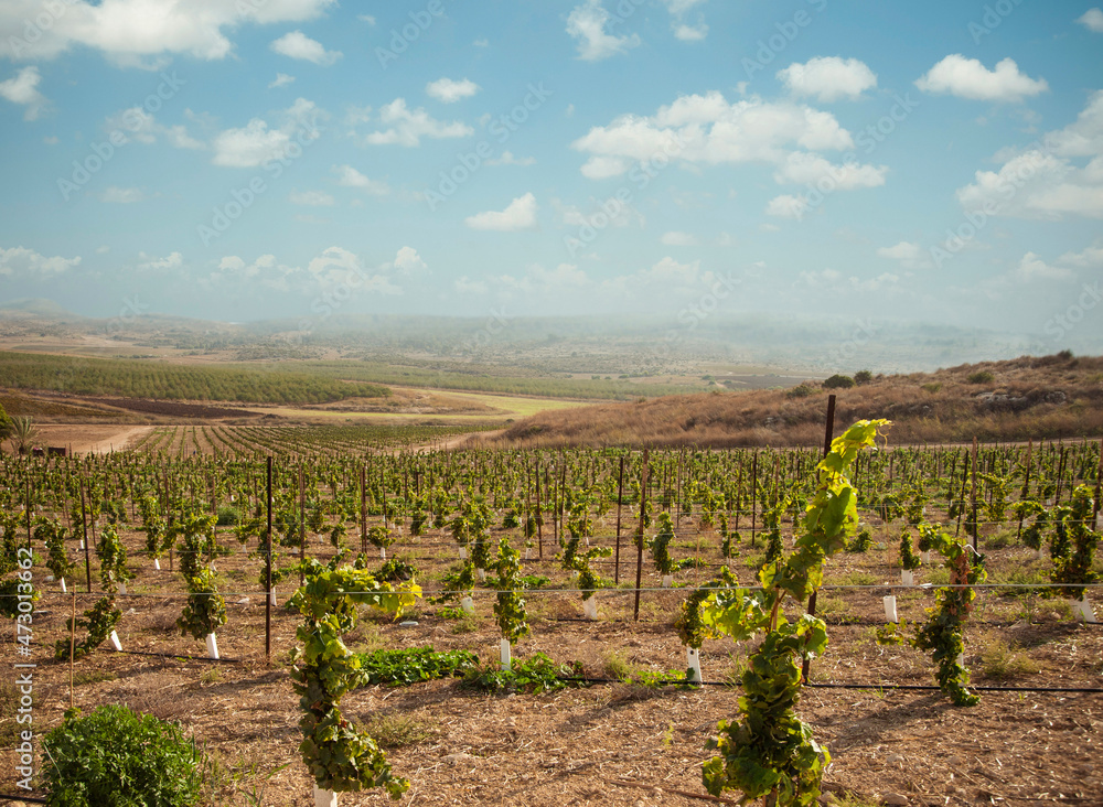 Panoramic view of vineyards. Israel.