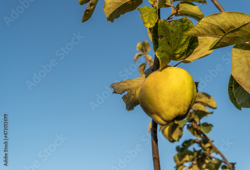 Close-up of a quince on the branch of a quince tree, Cydonia oblonga, at dawn in the interior of the island of Mallorca, Spain photo