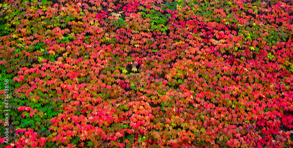 colorful vibrant red and green leaves in autumn.