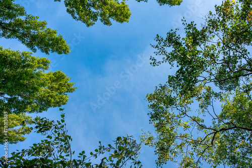 Fototapeta Naklejka Na Ścianę i Meble -  View up through into the blue sky framed by green tree tops. 