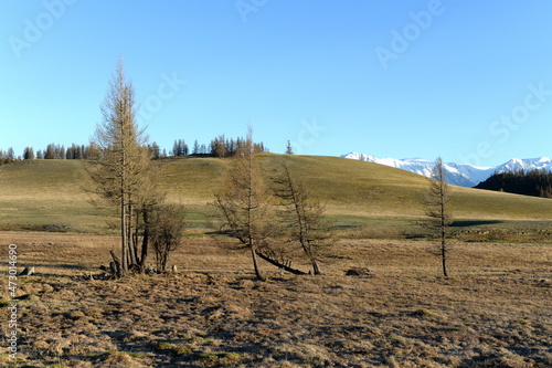 View of the North Chui mountain snow-covered ridge from the Kurai steppe. Gorny Altai, Kosh-Agachsky district, Russia photo