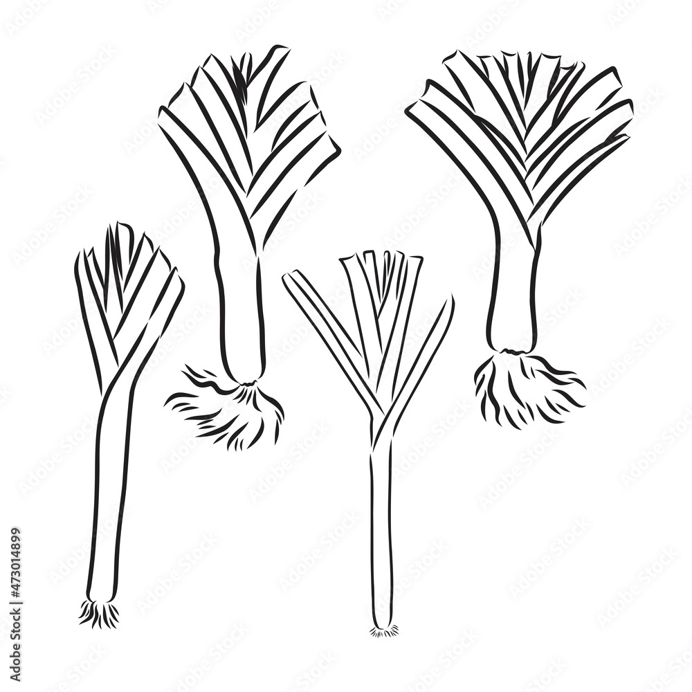 Hand drawn sketch style fresh leeks set isolated on white background. Single and composition with slices. Vintage illustration of healthy organic food. Hand drawn sketch style fresh leeks set isolated on white background. Single and composition with slices. Vintage illustration of healthy organic food.