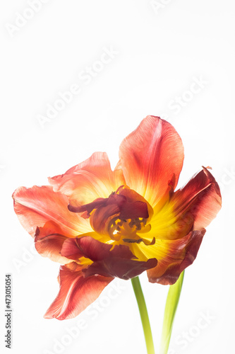 Red delicate tulip on a white background. Vertical photo and copy space.