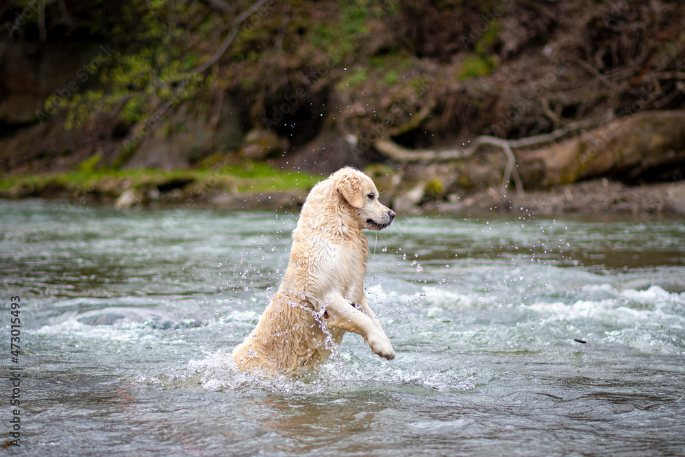 Large dog jumping in a river. Water droplets splashing around an active Golden Retriever. Outdoor fun with family. Selective focus on the animal, blurred background. Large dog jumping in a river. Water droplets splashing around an active Golden Retriever. Outdoor fun with family. Selective focus on the animal, blurred background.