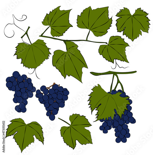 Set of grapes, leaves, color vector pattern.