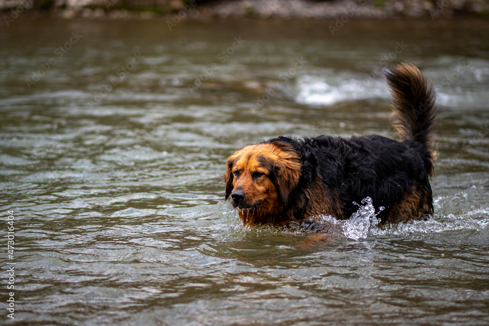 Cute dog walking in water. Large black doggy with brown head drinking water from a cold stream. Adorable pet in the outdoors. Selective focus on the animal, blurred background. Cute dog walking in water. Large black doggy with brown head drinking water from a cold stream. Adorable pet in the outdoors. Selective focus on the animal, blurred background.