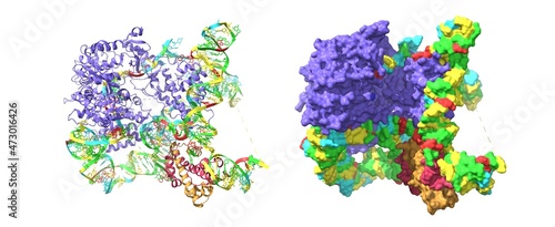 Konstfotografi The catalytic core lobe of human telomerase (blue) in complex with histones (pink and brown) and telomeric DNA