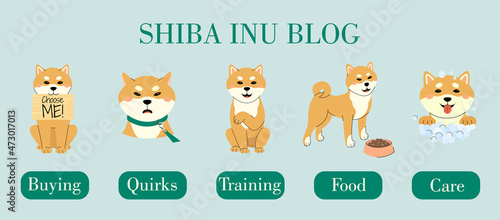 A set with different pose of shiba inu. Shiba inu blog concept. Byuing, quirks, training, food and care chapters. Pet with a bowl of food,  breaks out from under the leash,  gives a paw