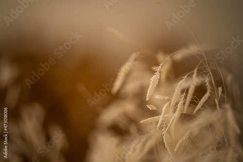 texture photo of dry plants, blurred background