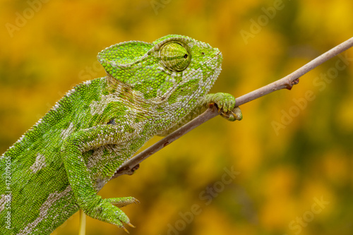 A closeup of the common chameleon or Mediterranean chameleon, Chamaeleo chamaeleon