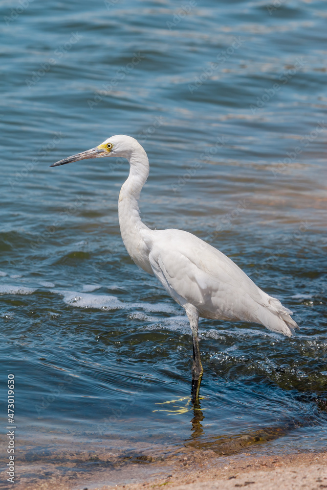 Snowy Egret (Egretta thula) in Malibu lagoon, California, USA Snowy Egret (Egretta thula) in Malibu lagoon, California, USA