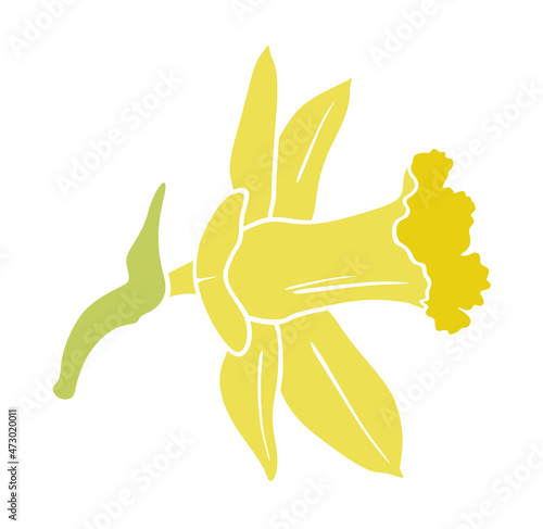 Narcissus. Yellow daffodil flower isolated on white background.